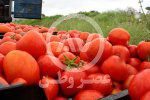 گوجه ۷۰ هزار تومانی کی متعادل می‌شود؟