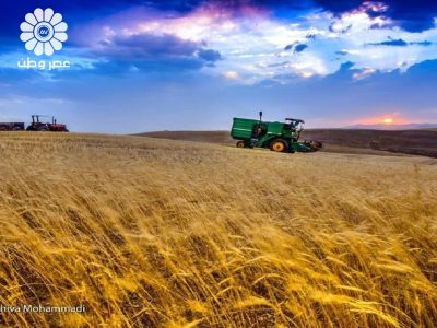 خرید تضمینی گندم به بیش از ۶۰۰ هزارتن رسید