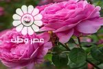 آغاز برداشت گل محمدی از فضای سبز شهری قم