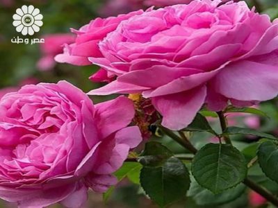آغاز برداشت گل محمدی از فضای سبز شهری قم