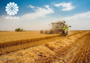 امسال نیازی به واردات گندم نداریم