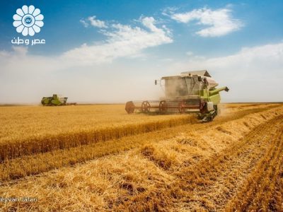 امسال نیازی به واردات گندم نداریم