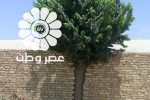 تلاش تحسین‌برانگیز در یزد برای زنده نگه داشتن یک درخت در حین دیوارکشی!