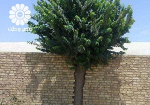 تلاش تحسین‌برانگیز در یزد برای زنده نگه داشتن یک درخت در حین دیوارکشی!