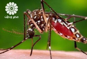هشدار وزیر بهداشت درباره شیوع یک بیماری/ ۸۰ مبتلا شناسایی شدند