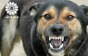 تصاویر دلخراش از حمله سگ‌های ولگرد ‌به دختر ۵ ساله