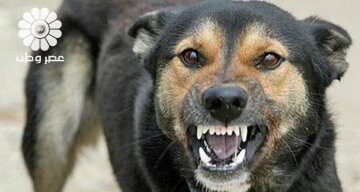 تصاویر دلخراش از حمله سگ‌های ولگرد ‌به دختر ۵ ساله