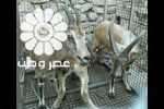 کشف لاشه ۲ «کل وحشی» در حاجی‌آباد