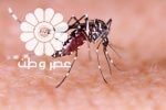 تب دنگی و همه چیز درباره آن/ آخرین آمار مبتلایان در ایران(+عکس)