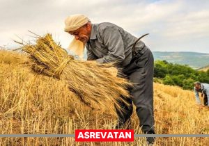 چرا مطالبات کشاورزان پرداخت نشد؟