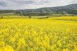 سالانه ۳ میلیارد دلار ارز برای واردات روغن از کشور خارج می‌شود