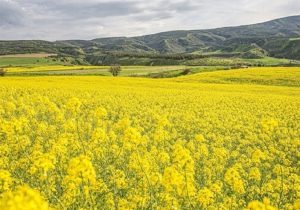 سالانه ۳ میلیارد دلار ارز برای واردات روغن از کشور خارج می‌شود