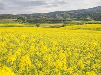 سالانه ۳ میلیارد دلار ارز برای واردات روغن از کشور خارج می‌شود