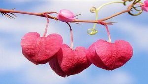 عاشق شدن امری اختیاری است یا اجباری؟