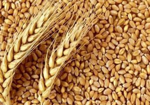 مصوبه مجلس برای فروش گندم یارانه‌ای در مصارف خبازی