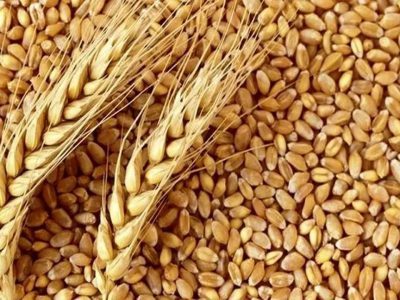 مصوبه مجلس برای فروش گندم یارانه‌ای در مصارف خبازی