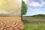 وزیر جهاد کشاورزی: همکاری ایران و عربستان برای بیابان‌زدایی