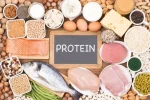 بهترین منبع پروتئین برای بدن