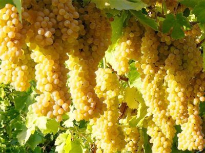انگور؛ میوه‌ای که اثرات منفی تغذیه ناسالم را خنثی می‌کند