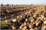 افزایش بی‌رویه قیمت سیب‌زمینی و راهکار کاهش آن!