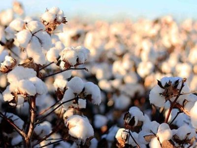 فارس رتبه اول در تولید «طلای سفید ایران»