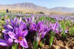 نحوه نظارت بر کیفیت زعفران صادراتی ابلاغ شد