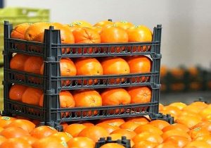 پیش‌بینی ۳۶ بازارچه برای عرضه میوه شب عید نوروز در شیراز