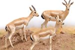 زایش میش‌بره‌های آهو در کوه هوای لامرد فارس
