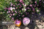 آغاز برداشت گل محمدی از گلستان های بخش سیمکان جهرم