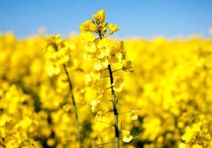 بخش خصوصی هنوز برای خرید تضمینی کلزا اعلام آمادگی نکرده است