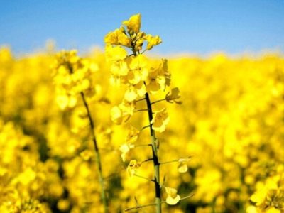 بخش خصوصی هنوز برای خرید تضمینی کلزا اعلام آمادگی نکرده است