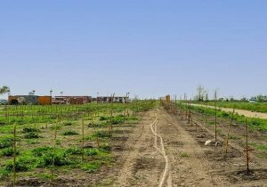 وزارت جهاد به دنبال بازپسگیری زمین پتروشیمی میانکاله است