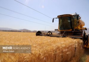 آغاز برداشت گندم در شهرستان کازرون
