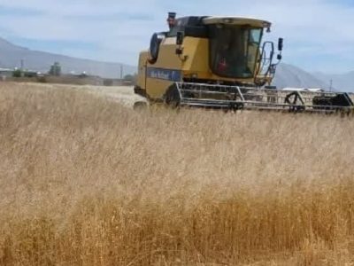 آغاز برداشت ۱۶۰۰ هکتار گیاهان دارویی دیم در بیضا فارس