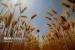 اعتبار موجود، اصلاح قیمت خرید تضمینی گندم را پاسخ می‌دهد