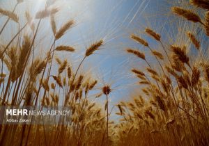 اعتبار موجود، اصلاح قیمت خرید تضمینی گندم را پاسخ می‌دهد