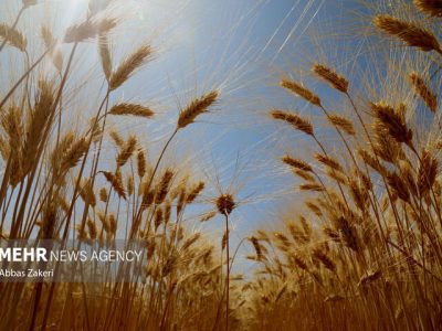 اعتبار موجود، اصلاح قیمت خرید تضمینی گندم را پاسخ می‌دهد