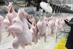 افزایش ۲۴ درصدی تولید گوشت مرغ در فارس