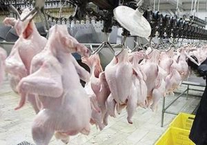 افزایش ۲۴ درصدی تولید گوشت مرغ در فارس