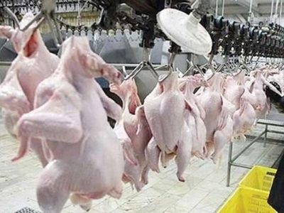 افزایش ۲۴ درصدی تولید گوشت مرغ در فارس