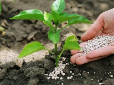 بیش از ۶۵۰ هزار تن کود یارانه‌ای در ۴۰ روز ابتدایی سال تأمین شد