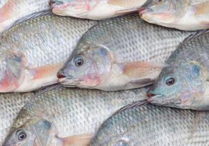 سرنوشت پرورش تیلاپیا به کجا رسید؟