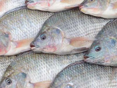 سرنوشت پرورش تیلاپیا به کجا رسید؟