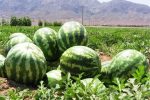میانگین غلظت نیترات در هندوانه‌های کشور کمتر از ۱۰ میلی‌گرم بر کیلوگرم