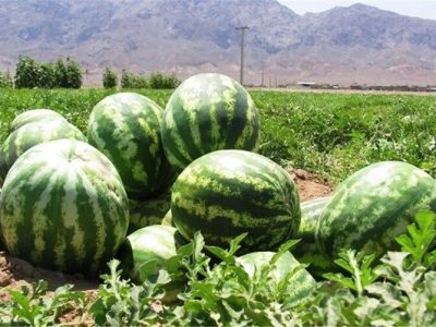 میانگین غلظت نیترات در هندوانه‌های کشور کمتر از ۱۰ میلی‌گرم بر کیلوگرم