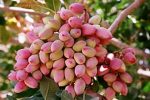 نخستین آفت‌کش گیاهی بر پایه گیاهان بومی ایران و کنترل آفت پسته ثبت شد