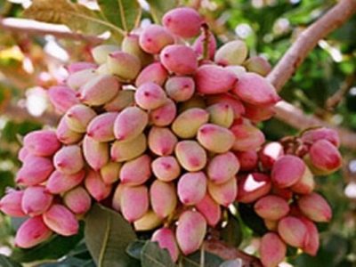 نخستین آفت‌کش گیاهی بر پایه گیاهان بومی ایران و کنترل آفت پسته ثبت شد
