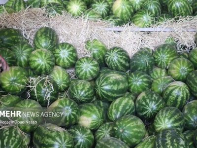 واکنش سازمان ملی استاندارد به ویدئوی جنجالی هندوانه صادراتی