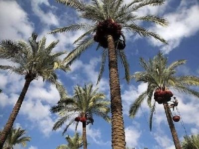گرده افشانی ۴۲ هزار هکتار از نخیلات در فارس پایان یافت