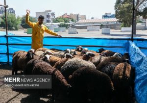 اعلام ۶ جایگاه عرضه و ذبح بهداشتی دام همزمان با عید قربان در شیراز